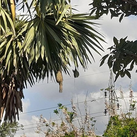 Wild View Stay Habarana Exterior photo