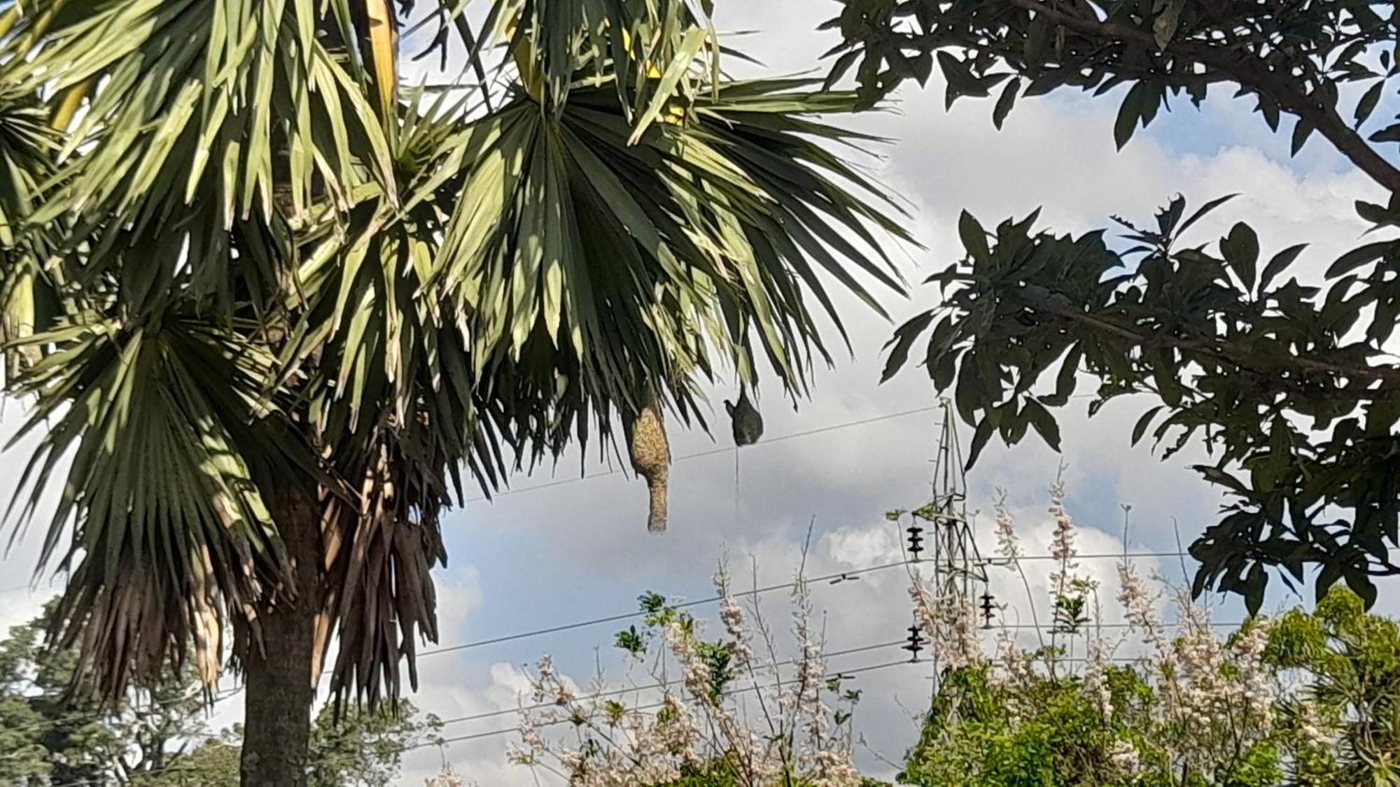Wild View Stay Habarana Exterior photo