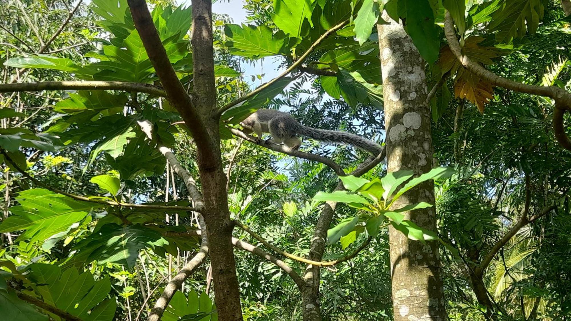 Wild View Stay Habarana Exterior photo